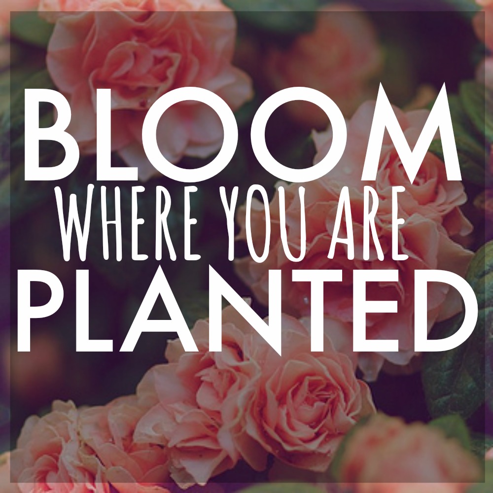 BLOOM WHERE YOU ARE PLANTED